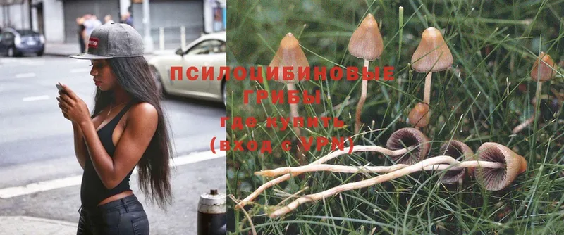 Псилоцибиновые грибы Psilocybe  Болотное 